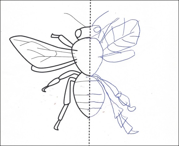 pszczoła - symetria