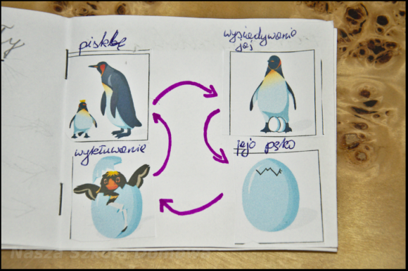 pingwin - cykl życia