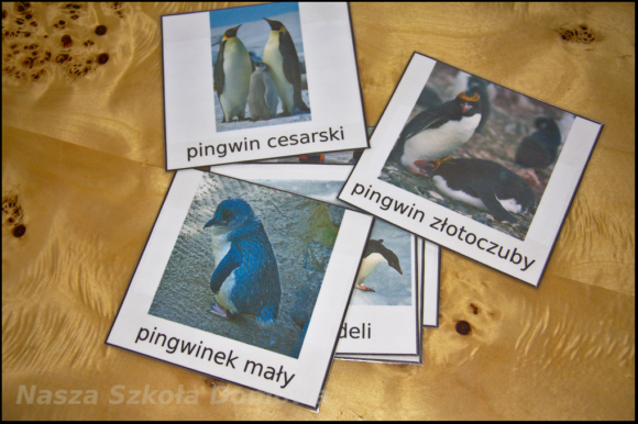 gatunki pingwinów