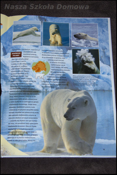 Niedźwiedzie - niedźwiedź polarny