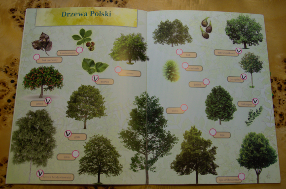 Drzewa Polski - wnętrze