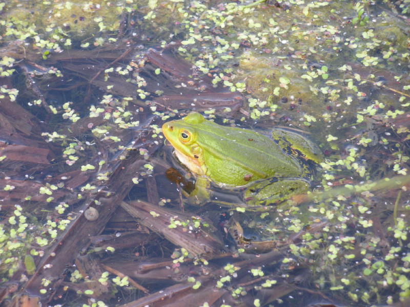 żaba