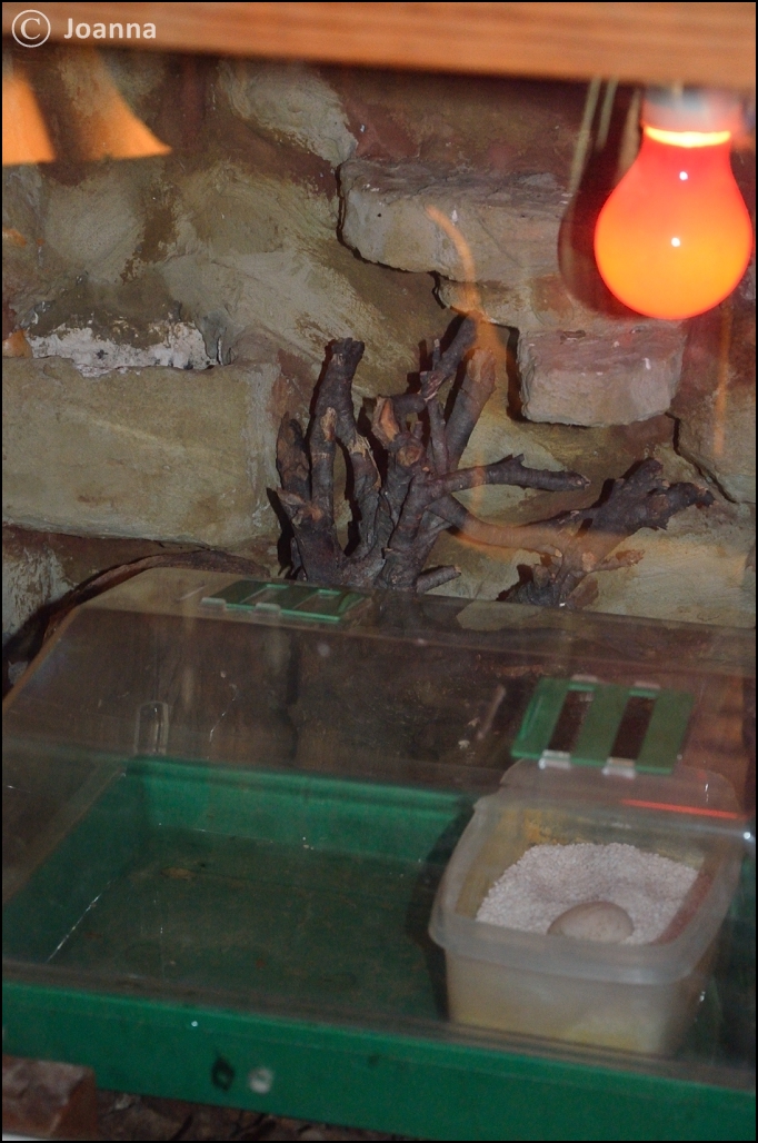 jajo żółwia stepowego w inkubatorze