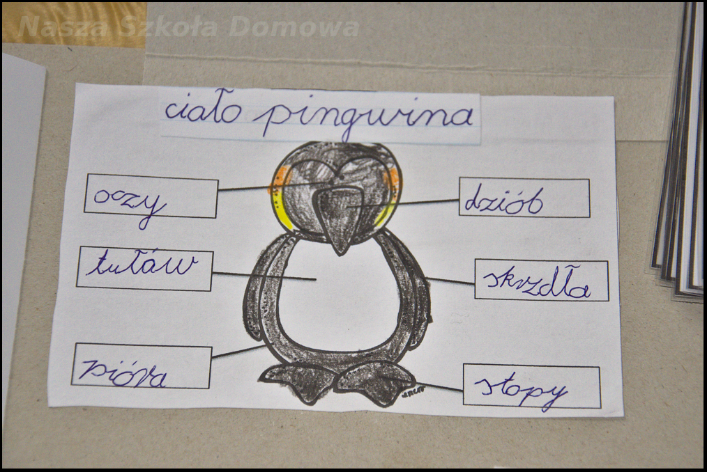 pingwin - części ciała
