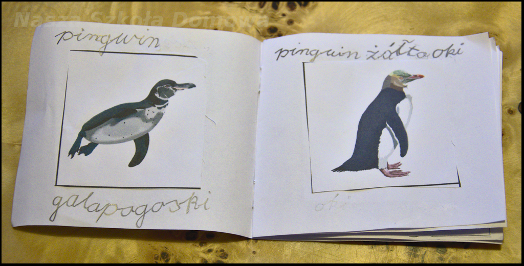 pingwiny - gatunki